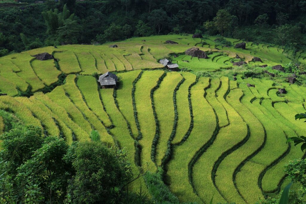 landscape, terraced fields, vietnam, vietnam rice, field, vietnam landscape, vietnam, vietnam, vietnam, vietnam, vietnam