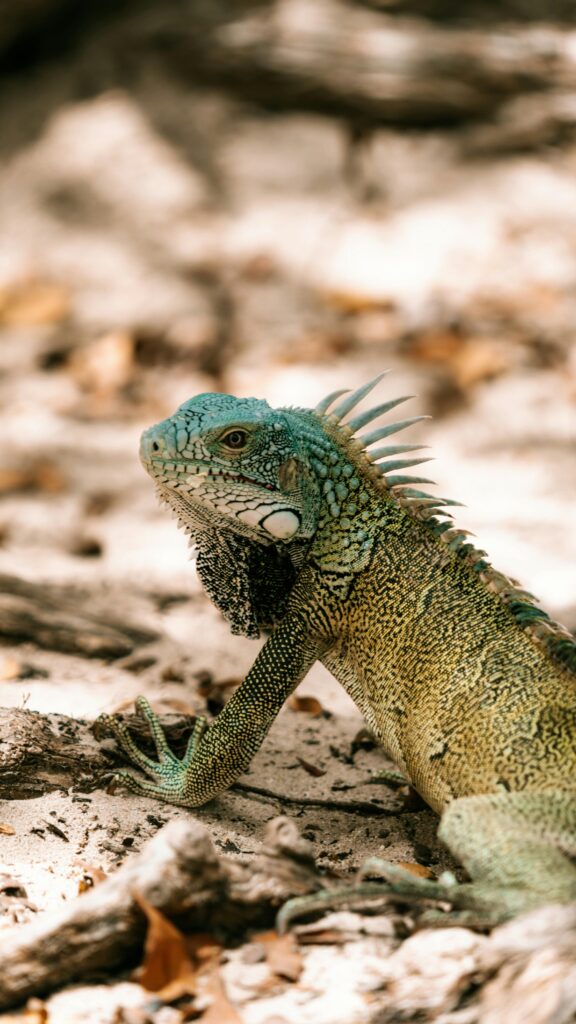 que-faire-belize-incontournables-conseils-travel-planner